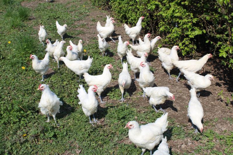 bresse-pullets-free-ranging